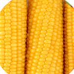 Elote